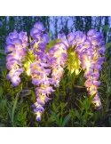 Set 2 Lămpi Solare LED Wisteria, 70 cm, Lumină Albă Caldă, IP65, diverse culori